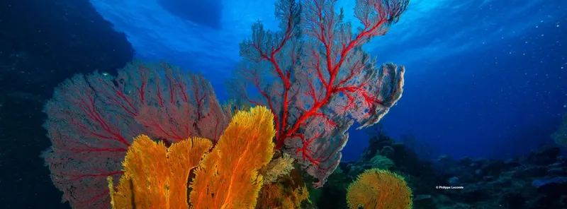 Gorgones rouges et jaunes sur fond bleu, vie marine colorée