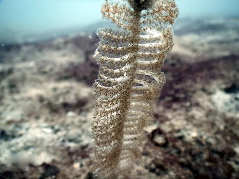 Colonie d'étoiles de mer sur un support rocheux sous-marin