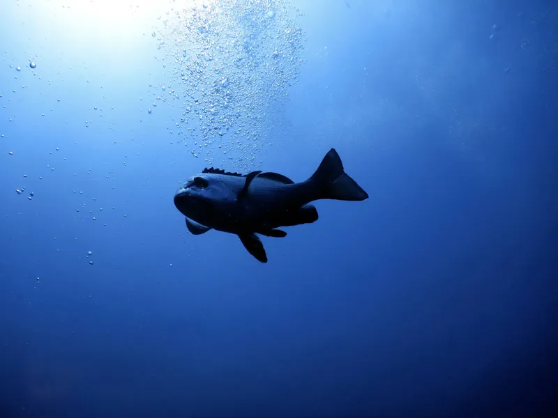 Un gros mérou nage dans l'eau bleue, entouré de bulles