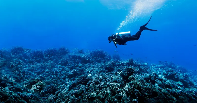 Plongeur explore un récifal corallien bleu et ensoleillé
