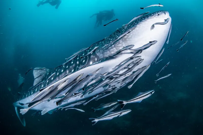 Requin baleine nageant avec un banc de poissons dans l'océan