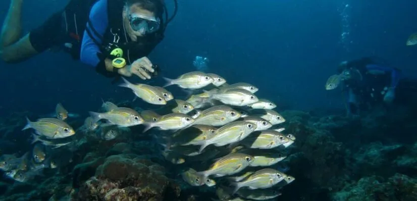 Plongeur photographiant un banc de poissons au milieu d'un récifal corallien