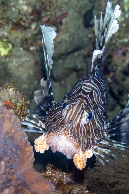 Poisson-lion rayé nageant près d'un récifal corallien coloré