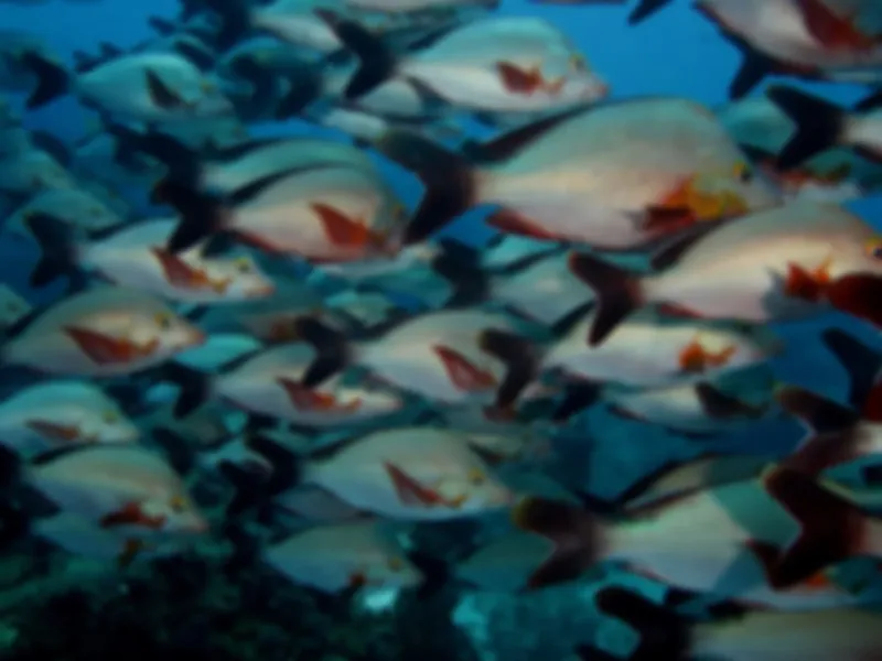 Banc de poissons blancs et orange nageant dans l'eau bleue