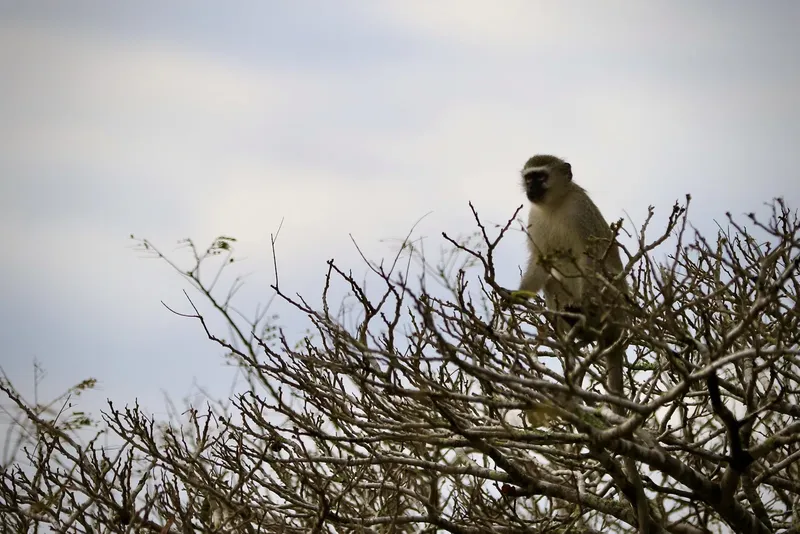 Singe vert assis dans les branches d'un arbre dégarni ciel nuageux