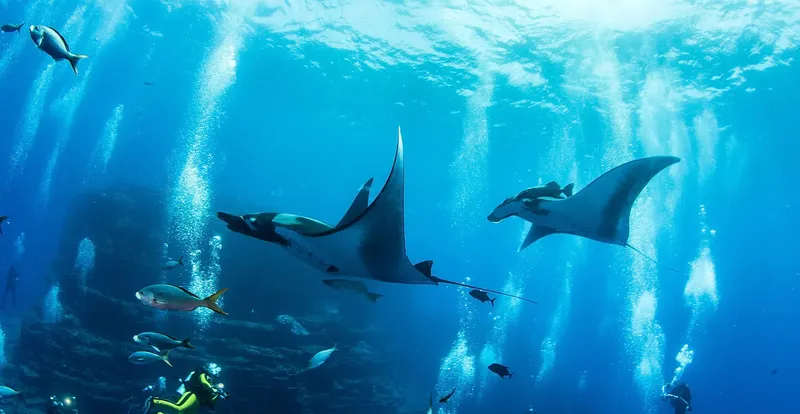 Raies manta évoluent dans l'eau bleue avec des poissons et bulles