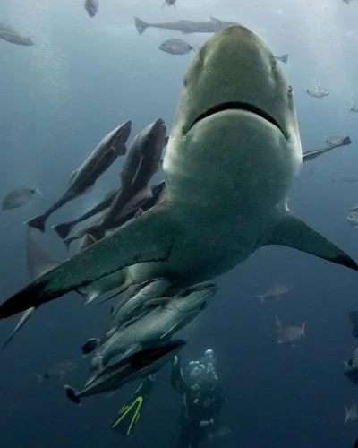 Grand requin blanc nageant avec des poissons dans l'océan bleu