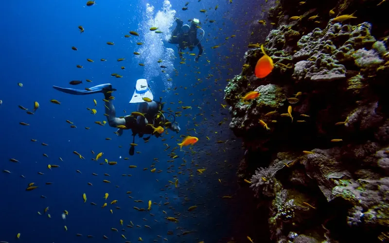 Deux plongeurs explorent un récif corallien peuplé de petits poissons