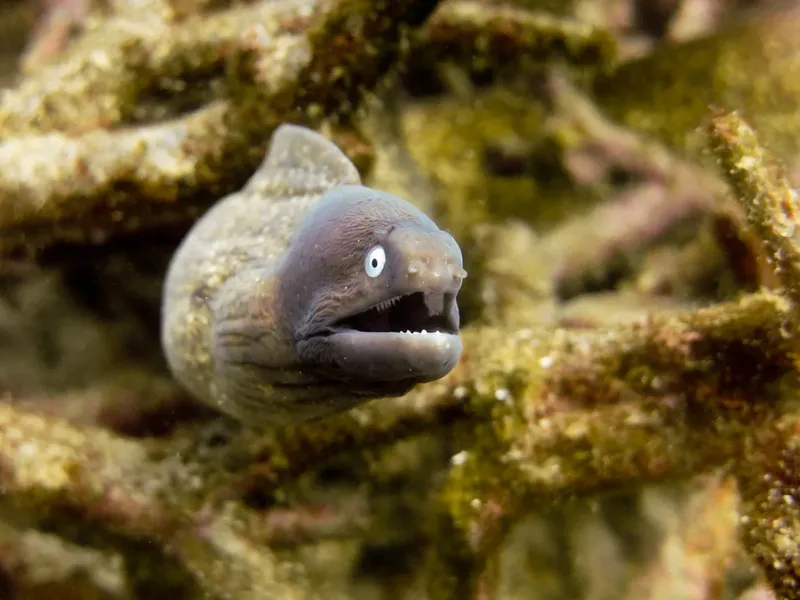Murène cachée dans les récifs coralliens, regard fixe et bouche ouverte