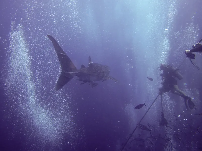 Plongeur observant un requin baleine dans les eaux bleues