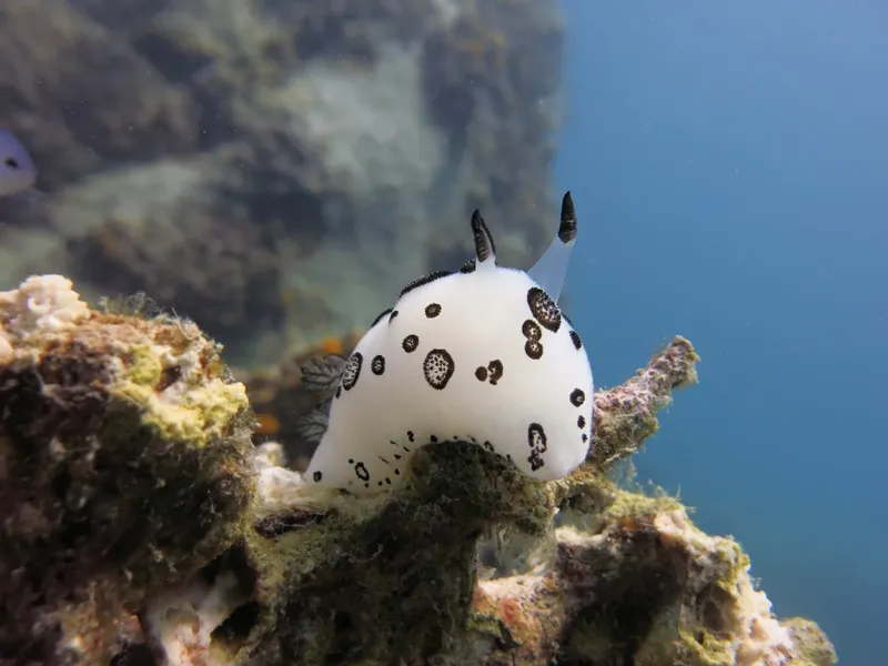 Nudibranche blanche et noire sur un récif corallien en milieu marin