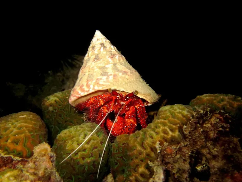 Pagure ermite rouge dans sa coquille sur un fond corallien sombre