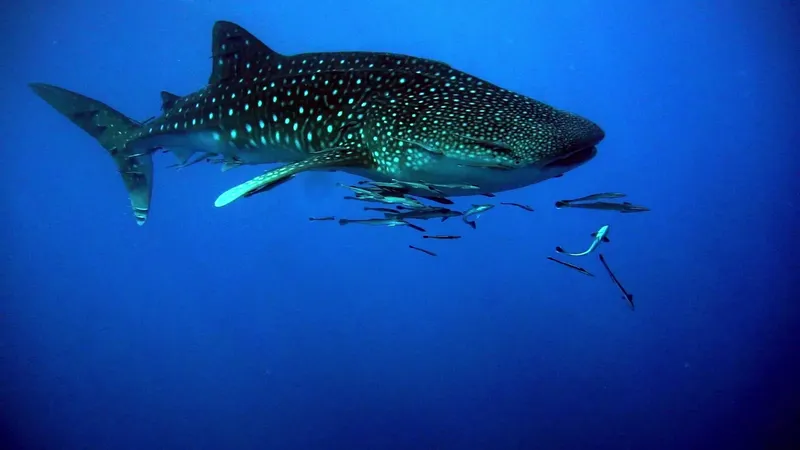 Requin baleine nageant dans l'eau bleue entouré de petits poissons