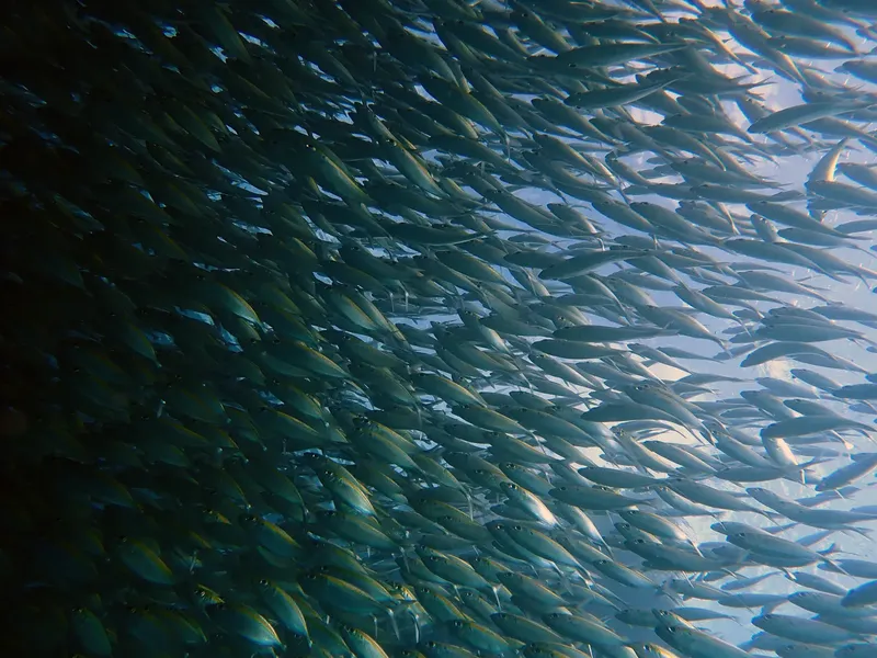 Banc de poissons argentés nageant en formation dense sous l'eau