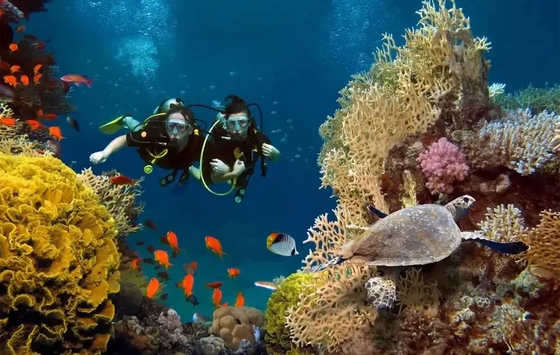 Deux plongeurs explorent un récif corallien avec une tortue marine