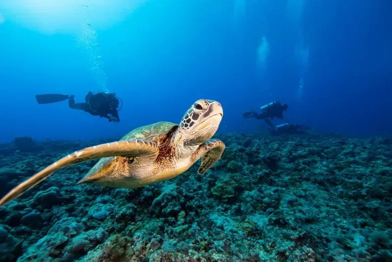 Tortue marine nageant avec des plongeurs dans un récif corallien