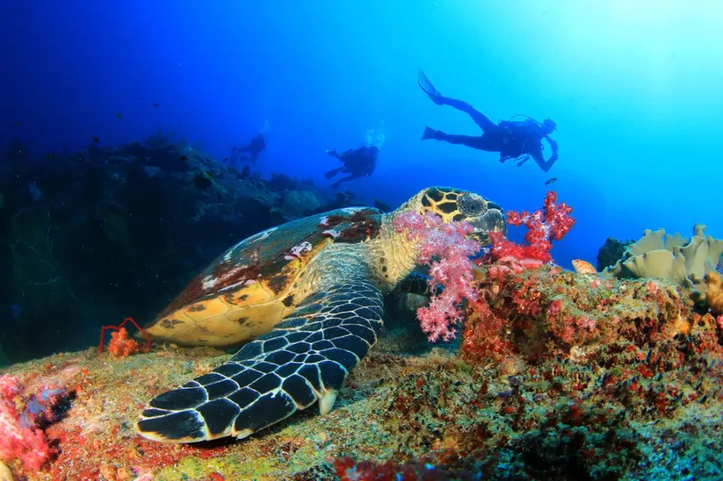 Tortue marine nageant près de plongeurs sur un récifal corallien