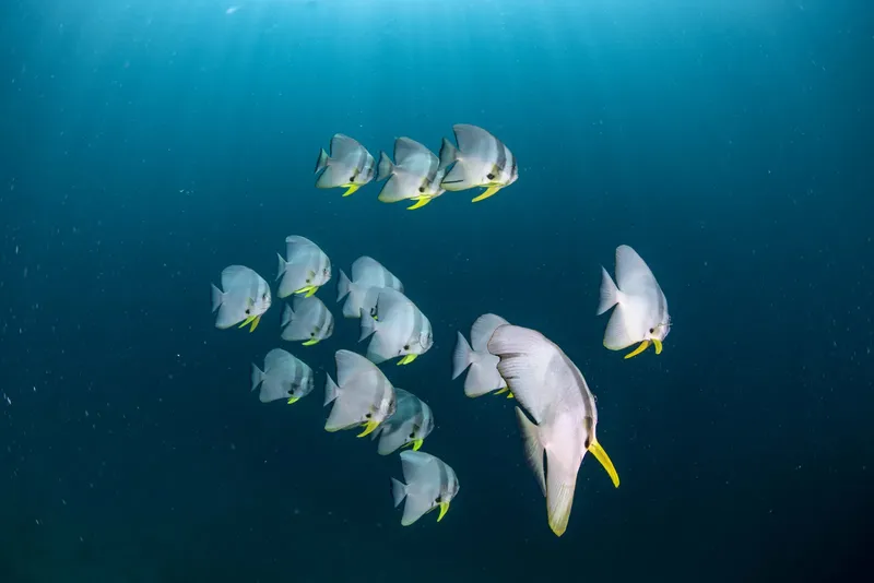Banc de poissons batis, nageant en formation dans l'eau bleue