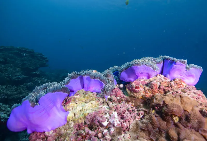 Anemones de mer violettes sur un récif corallien coloré