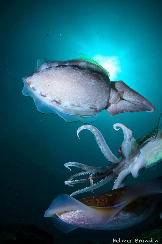 Calmars en pleine eau bleue, lumière du soleil filtrant en surface