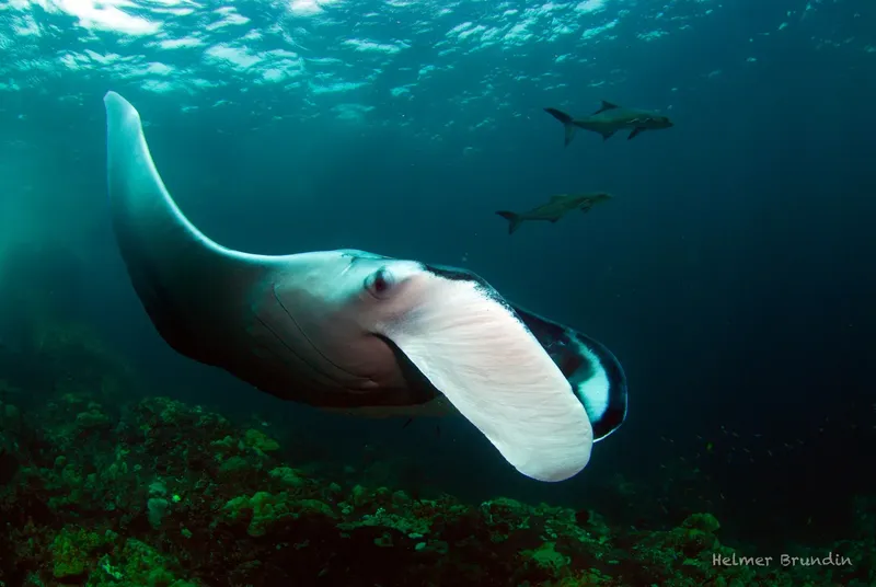 Raie manta nageant en mer avec deux poissons dans le fond