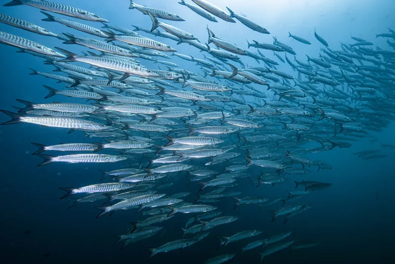 Un banc de carangues barracuda nage en formation sous-marine