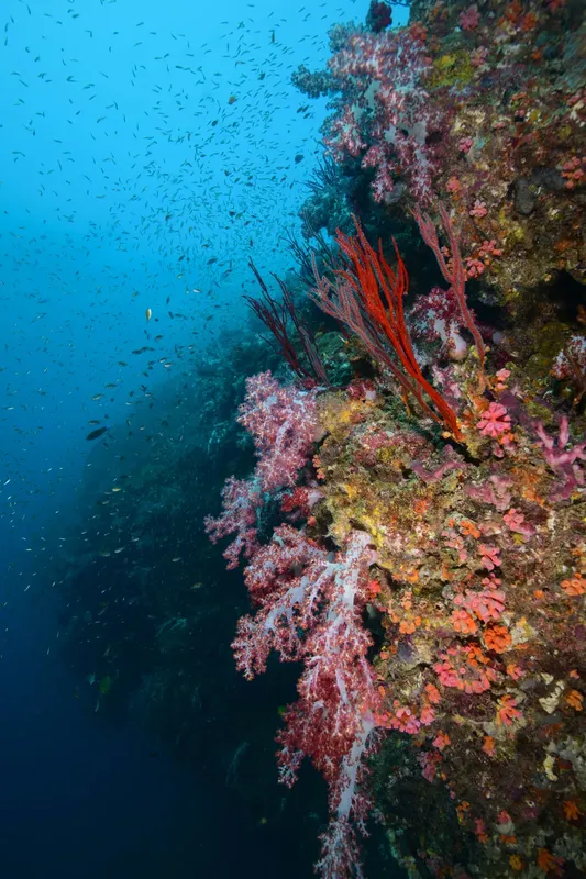 Mur de corail coloré avec des gorgones et un banc de poissons