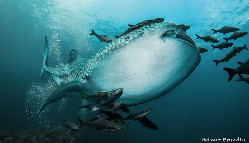 Requin baleine nageant avec un banc de poissons dans l'océan