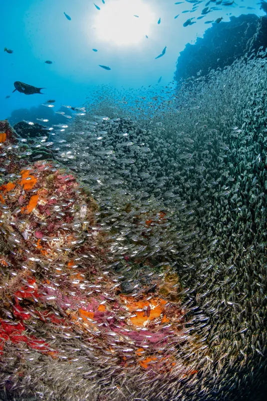 Banc de poissons argentés et récif corallien coloré en plongée