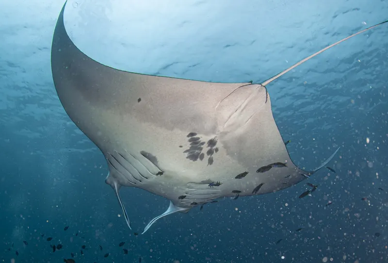 Grande raie manta nageant dans l'eau bleue entourée de petits poissons