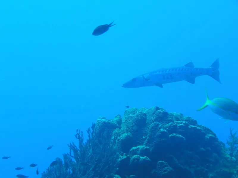 Poissons tropicaux nageant autour d'un récifal corallien en mer turquoise