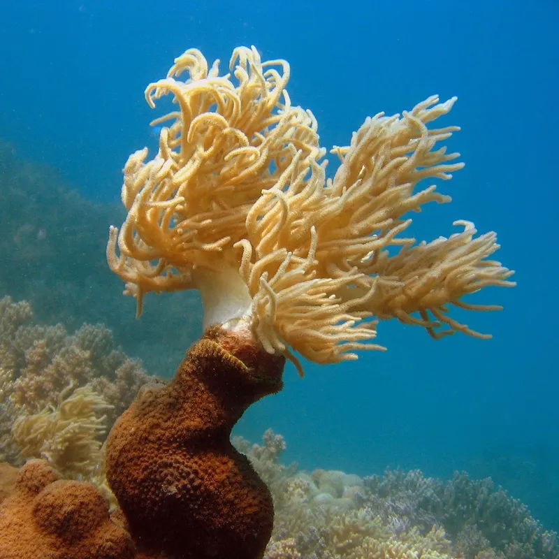 Gorgone de mer blanche et coraux colorés dans l'eau bleue