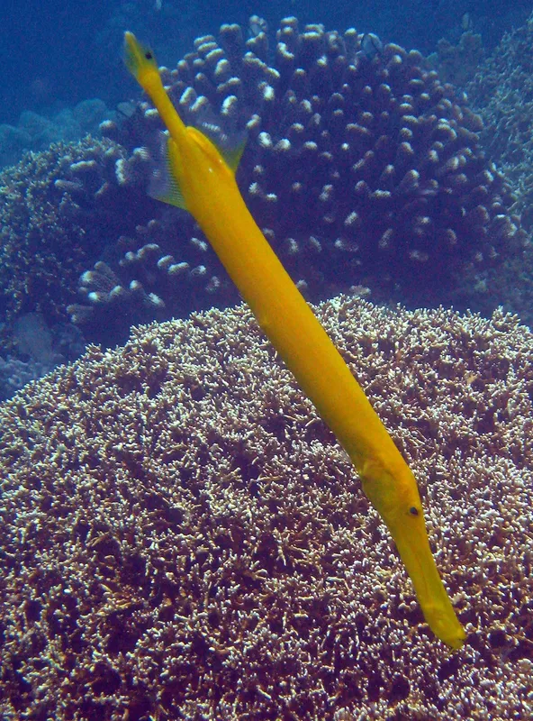 Poisson-trompette jaune au milieu de coraux et de la mer