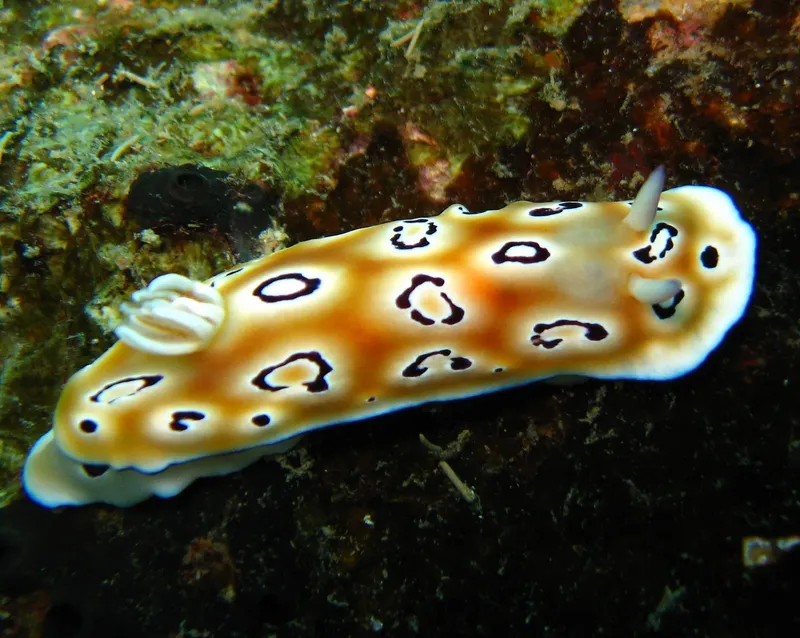 Nudibranche colorée sur un fond rocheux sombre en milieu marin