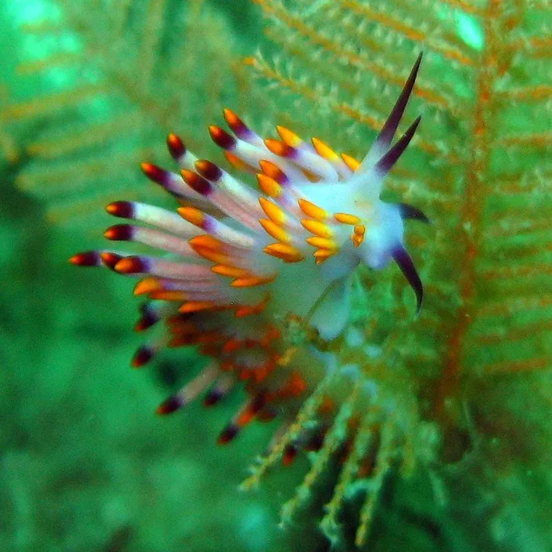 Nudibranche colorée se déplace sur une gorgone dans l'eau turquoise