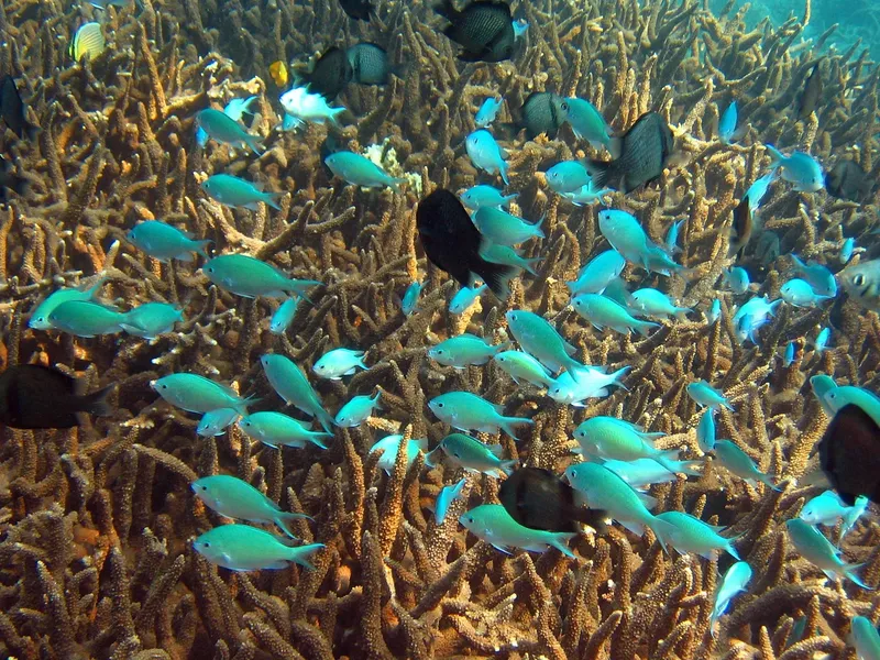 Banc de poissons turquoise nageant autour d'une récif corallien coloré