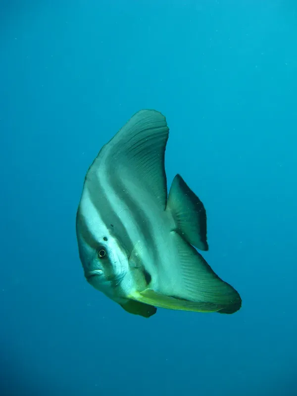 Poisson-lame nageant dans l'eau bleue, corps allongé et nageoires distinctives