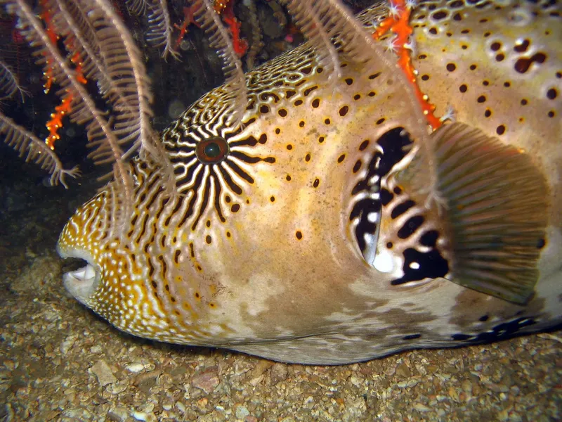 Poisson-globe tacheté reposant sur le fond marin avec des crinoïdes
