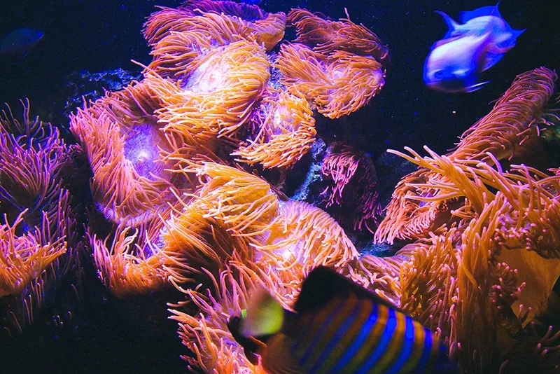 Anemones de mer colorées et poissons tropicaux dans un récif corallien