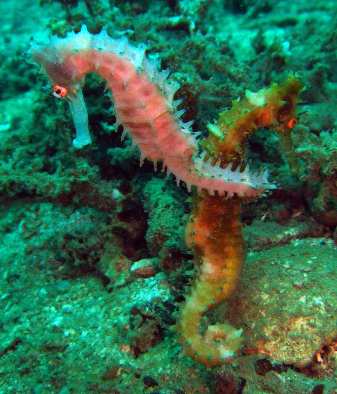 Deux hippocampes colorés se tiennent sur un fond rocheux marin