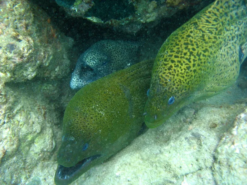 Deux murènes se cachent dans une grotte rocheuse sous-marine
