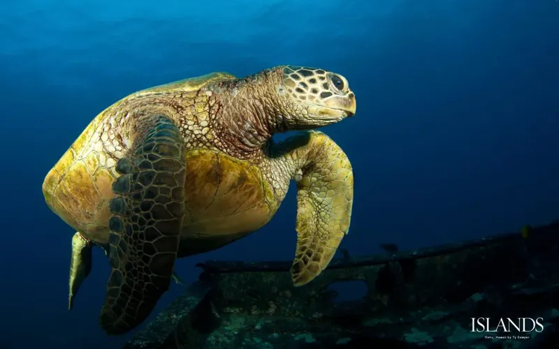 Tortue marine nageant paisiblement au-dessus d'une épave sous-marine