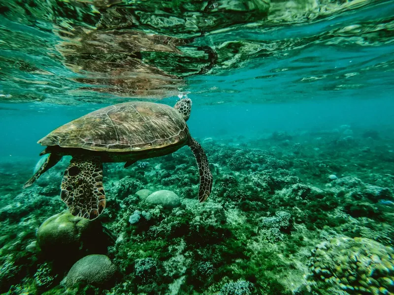 Tortue marine nageant au-dessus d'un récif corallien dans une eau turquoise