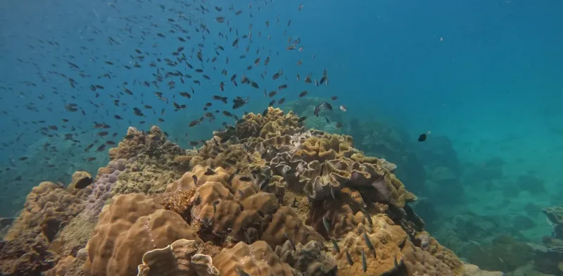 Recif corallien luxuriant avec un banc de petits poissons bleus
