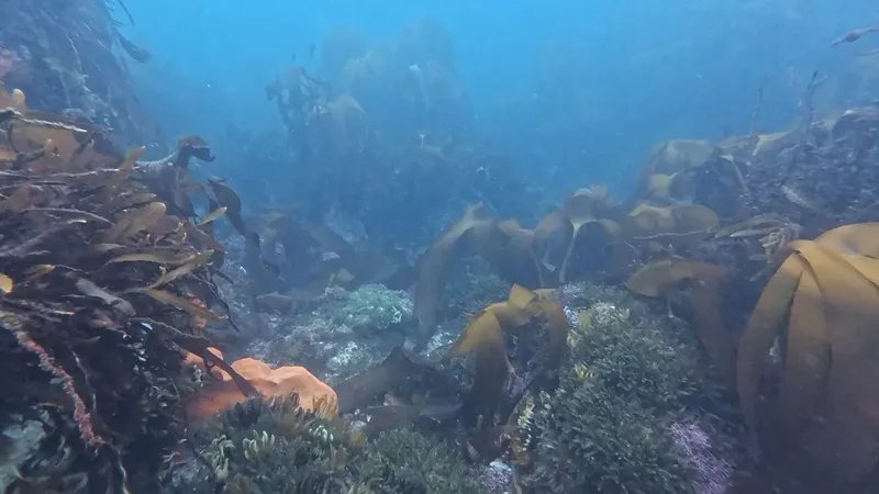 Forêt sous-marine avec algues et faune marine discrète lumière bleue