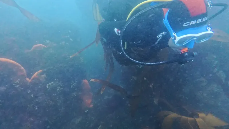 Plongeur observant une pieuvre et des poissons dans une épave