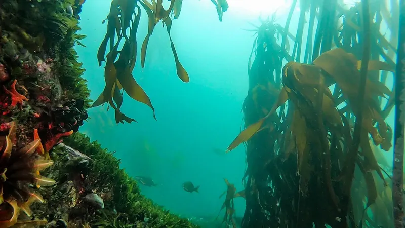 Vue sous-marine avec algues, rochers et quelques petits poissons bleus