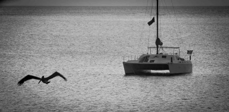 Catamaran amarré sur une mer calme avec un oiseau en vol