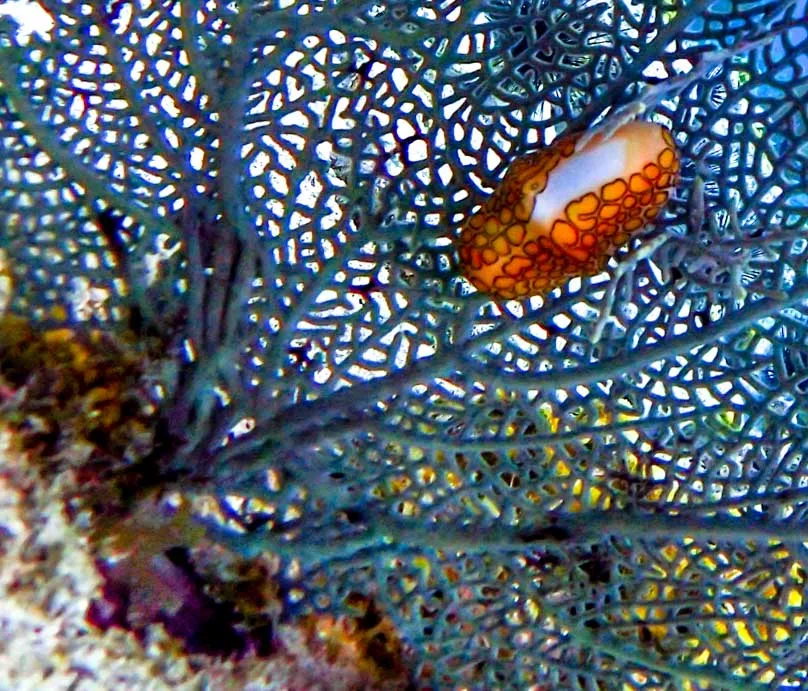Nudibranche orange et blanche sur corail bleu, macro sous-marine