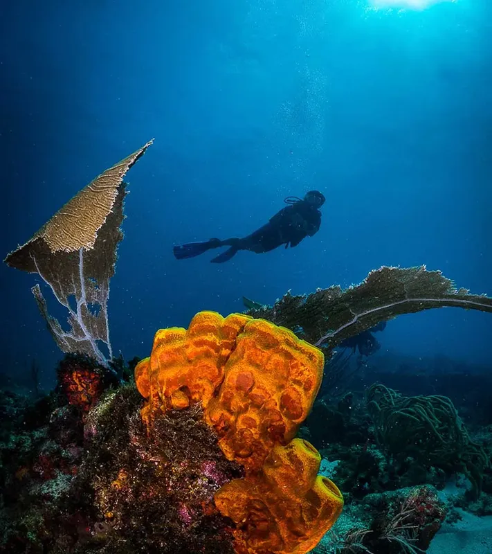 Plongeur explorant un récif corallien ensoleillé avec des éponges colorées